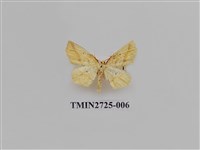 藏品(尺蛾280)的圖片